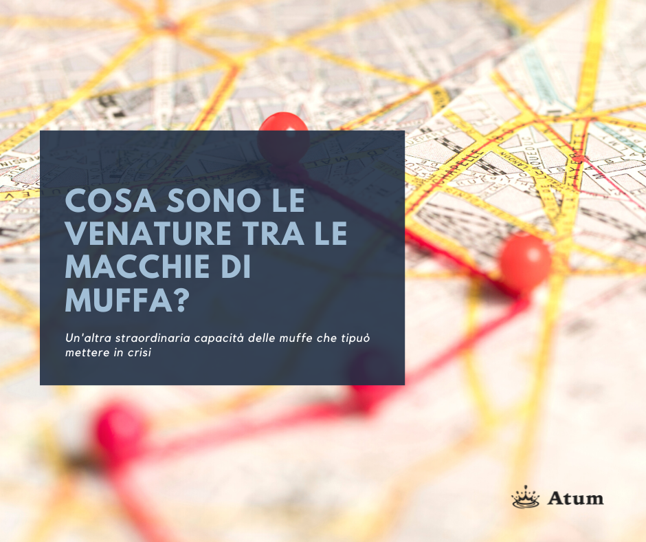 Le ramificazioni della muffa