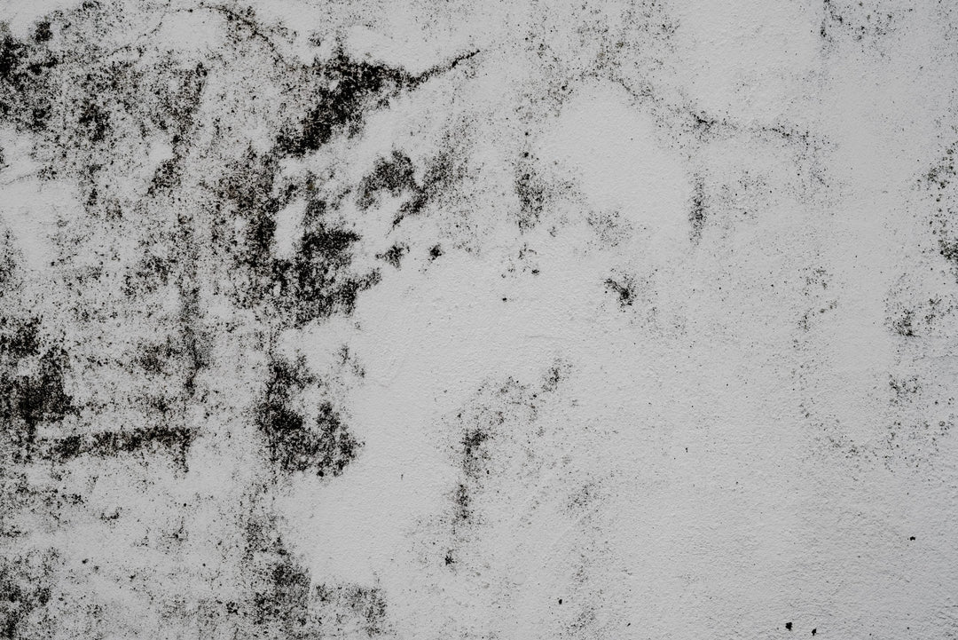 Perché le muffe crescono così facilmente sulle pareti?