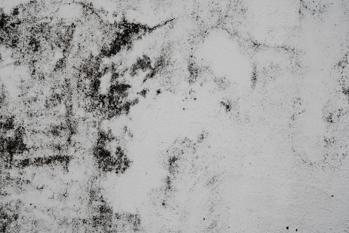 Perché le muffe crescono così facilmente sulle pareti?